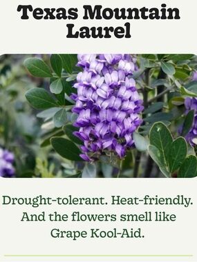 PURPLE TEXAS MOUNTAIN LAUREL FLOWER TREE SEEDS Sophora Secundiflora Mescal Bean